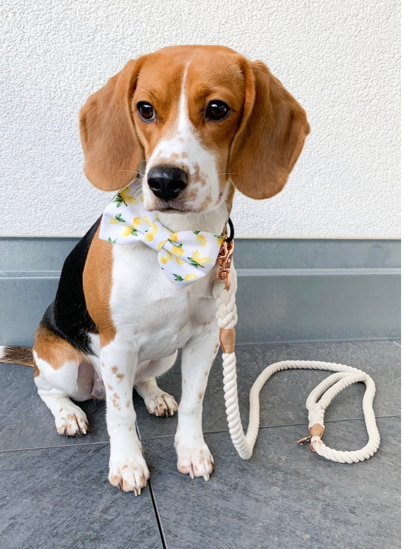 ROPE LEASH - NATURAL